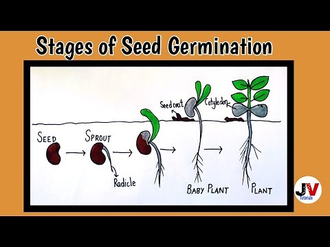 stages of seed germination drawing|how to draw seed germination