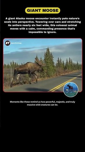 Alaska’s Giant Moose Walking Right Past the Road?! #wildanimals #giantanimals #factshorts #nature