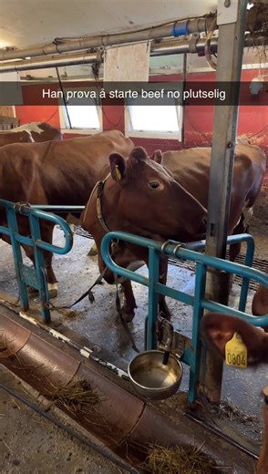 Senka sjøltillita ganske raskt når ej kom ja!