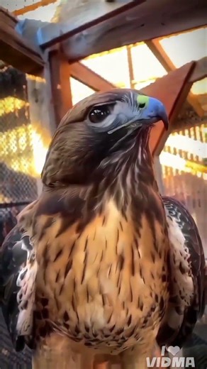 1️⃣ “Sasori – The Puppet Master of Death 🩸🔥”2️⃣ “Akatsuki ka Sabse Dangerous Puppet Ninja 😈”3️⃣ “Sas