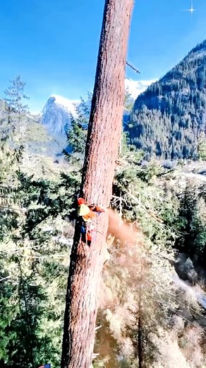 14K views | Large Tree Felling | Bricolage Facile | Facebook