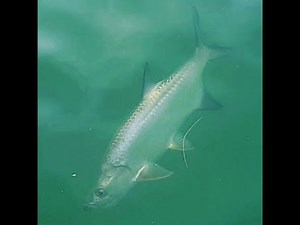My first time fishing In Miami Haulover Beach