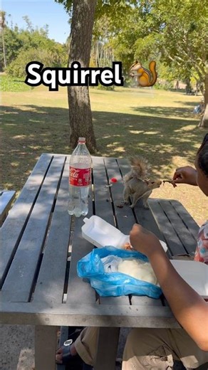 Squirrel Animal Caught On Camera Stealing Food #squirrel #animal #pets
