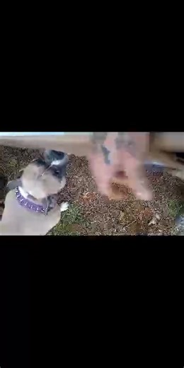 Buddy helping him daddy open his new canopy for the racing go karts 😂 and yes I'm talking to him like he really knows what im talking about LoL 😂 seriously he does sometimes there's another video showing the after math | Benjamin Bullitt