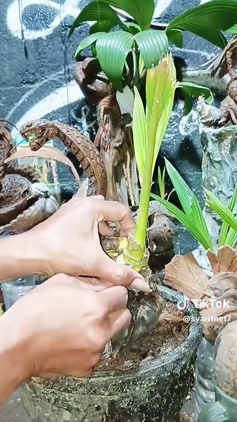 Panduan Perawatan Bonsai yang Kreatif