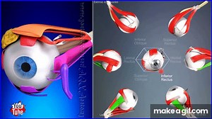 Extraocular Muscles, Movements Extrinsic Eye Muscles | 3D Human Anatomy | Organs on Make a GIF