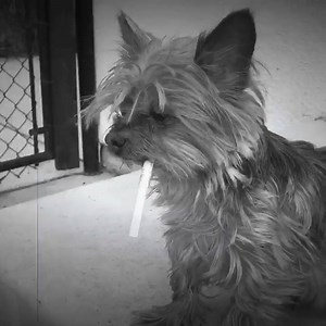 227K views · 5.4K reactions | The other dog... | Brittany Furlan | Facebook