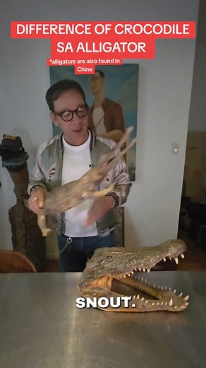 Kuya Kim | The key differences between alligators and crocodiles are their snout shape, with alligators having a broad, U-shaped snout and crocodiles... | Instagram
