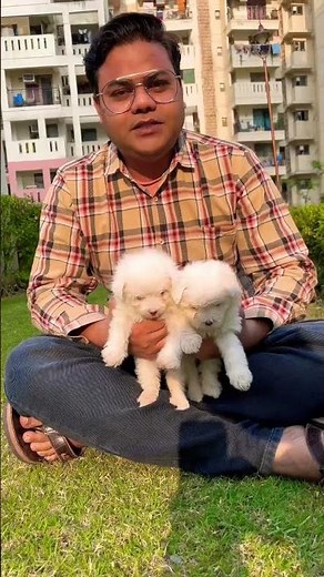Maltese puppies price in India #maltesedog #maltese