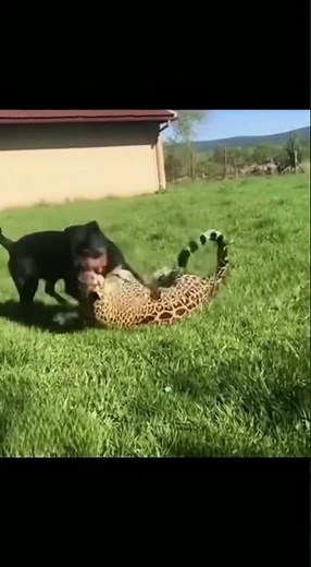 The battle of the Panther and the Roadrunner #Dog #Leopard #Fight #Animals