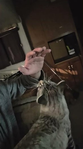 Cuddles! but the background noise.. 🤔🤣 #cat #fallout #cuddles