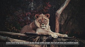 10 Unique Lion Features: Rare Physical Traits in Big Cats