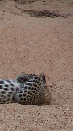42K views · 2.5K reactions | When a tiny fly becomes the ultimate play toy, leopard cub edition. #wildlife #funnymoments #funnyvideos #intothewild #cat | Porcupine Tours | Facebook