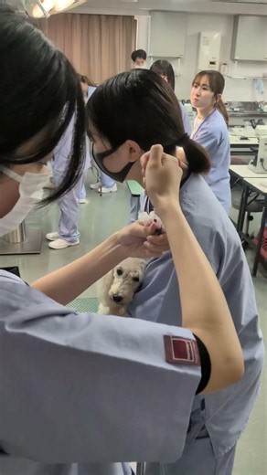 動物看護学科の輸血管理に密着!!