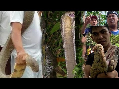 MAS MABAGSIK NA JUMBO KING COBRA PART 2
