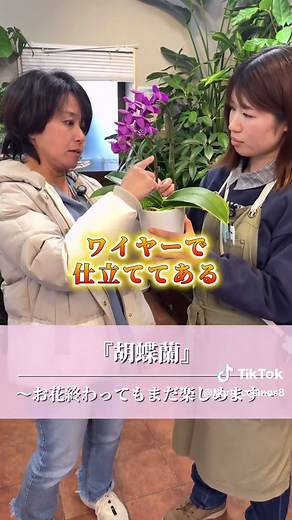まだまだお花を楽しめます！！ 『胡蝶蘭』のご紹介です！ ⁡ 今回は胡蝶蘭のお花が萎れてしまった後の 次のお花を咲かせるための方法を紹介しました！ ⁡ お花終わっちゃった…と諦めるのはもったいない！ 華やかなお花を次は自分で咲かせてみましょう😆 ⁡ 【撮影場所】 フローラコスモス南長住店 〒811-1362 福岡県福岡市南区長住６丁目９−１ レガネット南長住駐車場内 ⁡ このアカウントは 福岡市に4店舗・太宰府市・大野城市・福津市に1店舗 計7店舗を運営している 『フローラコスモス』というお花屋さんです😊 ⁡ お花屋さんならではのお花の楽しみ方情報が盛りだくさん！ 一緒に【花のある暮らし】を楽しみ、癒されましょう🎶 ⁡ #花 #フローラコスモス #胡蝶蘭