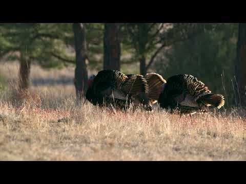Merriam Wild Turkeys full Strut