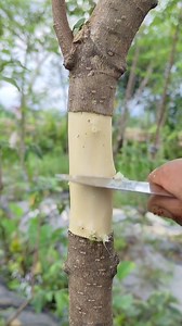 11K views · 584 reactions | Multiply plants unique wrightia religiosa  Memanfaatkan botol untuk mencangkok #belajarbonsai #multiplyplants #fyp #Airlayering #fblifestyle #grafting #bonsaivietnam #bonsaiflorida | Riyanto Peasant | Facebook
