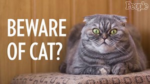 126K views · 373 reactions | Beware of cat? The CDC warns against aggressive cat cuddling due to cat-scratch fever threat. | People | Facebook