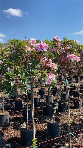 1.5K views · 25 reactions | Ever seen an Encore Azalea… as a TREE?! ✨ Meet Autumn Twist® in tree form, same iconic purple-and-white blooms, now with a whole new main character energy. Perfect for adding instant height, drama, and jaw-dropping curb appeal! Who’s ready to give their garden a glow-up on stilts?  | Encore Azalea | Facebook