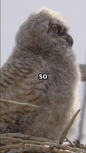 5 Adorable Facts About Baby Owls You Need To Know! 🦉 🌙 #animals