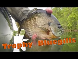 Trophy Spring Bluegills on Beds Using Humminbird 360