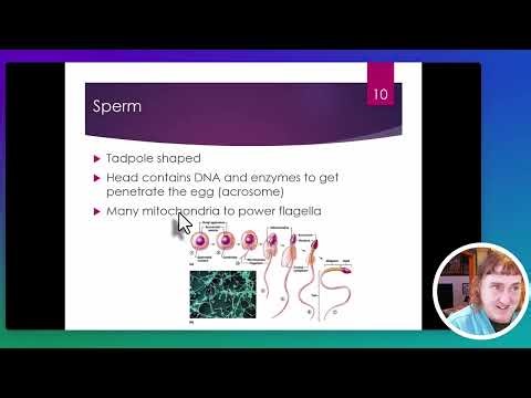 A&P2 Reproductive System Module 1: Male Reproduction