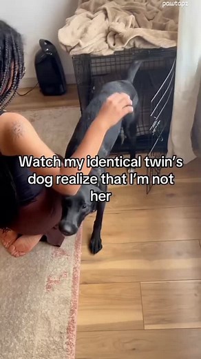 1.5K views · 134K reactions | Shock level: DOG.  #OMGdog #ShockFacePup #DogExpressions #DogMoments #PuppySurprise #PawtapzFam #DogViral #PetViral #DogHumor #CutePets #DogsBeingDogs #ReelsIndia | kute_petz | Facebook