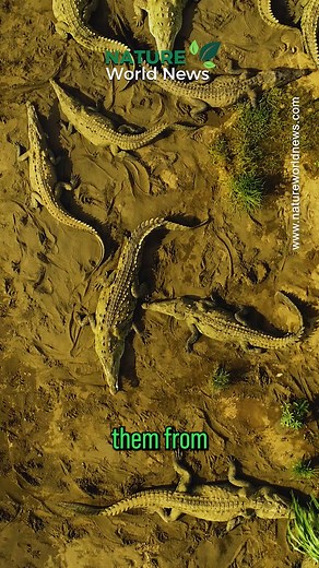 Difference Between Alligator and Crocodile: Who Will Win in a Fight? #alligator #crocodiles #Animals #animallife | Nature World News | Facebook