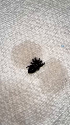 This is a pregnant wild jumping spider with DKS, Dyskinetic Syndrome. She will most likely not survive. This is what happens with the use of pesticides. Her nervous system is misfiring, leading to uncontrollable movements and confusion. She cannot stay upright, only able to lay on her back. She cannot use her mouth parts correctly. In the wild, she would be dead by the end of the day.She has a small chance of recovery, I’ve misted her to help remove the pesticides and given her a 1:4 sugar water