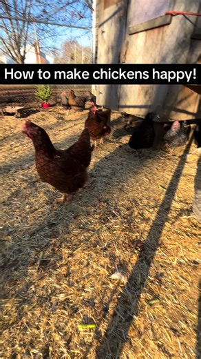 How to Make Chickens Happy and Healthy