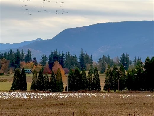 Barnstorming on Reels