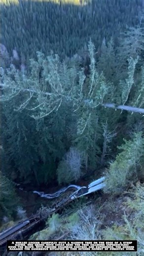 Extreme Tree Felling on a Steep Cliff Edge