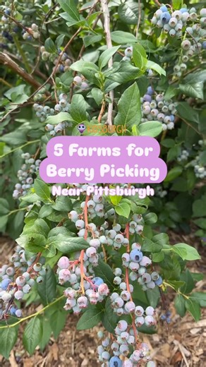 4 comments | There’s nothing sweeter than a day at a pick-your-own...