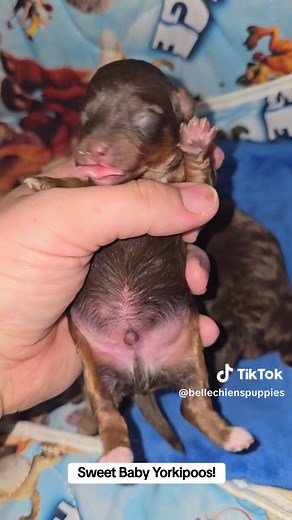 Gorgeous Yorkipoo Puppies: Meet Baxter, Bingo, and Bluey!