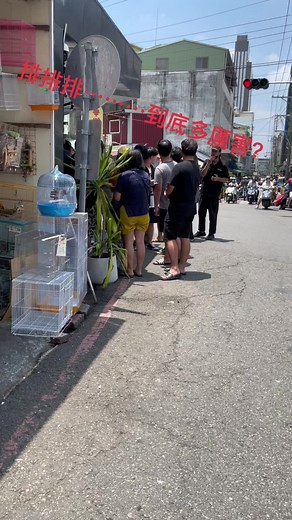 Animales de Fiesta en la Vibrante Calle Guanghua