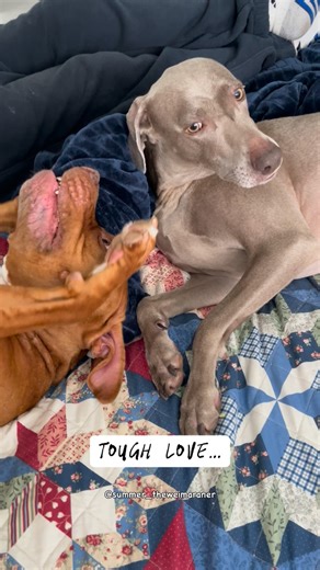 Summer the lovely Weimaraner! on Instagram: "POV: some tough love between these two…🤭🤣🤭 #summer_theweimaraner @summer_theweimaraner #weimaraner #rednosepitbull #love #friends"