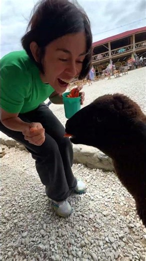 Cuenta animales con Christina. Todos tienen hambre!! 😍 #animals #123andres #pettingzoo