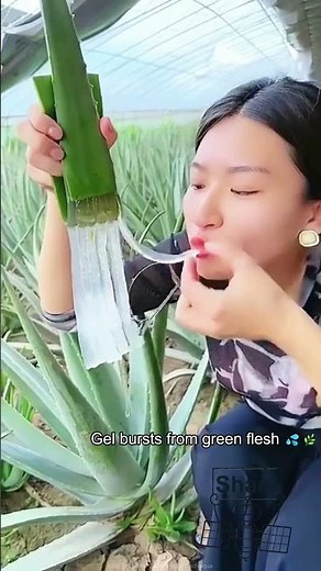 Aloe Vera Raw Harvesting Method