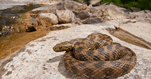 The Snakes on Mallorca | Affordable Mallorca