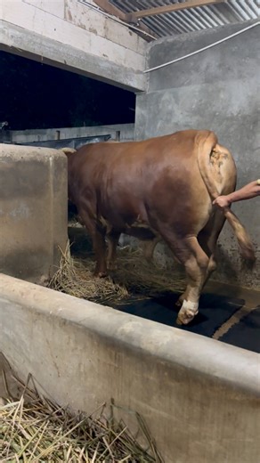 25K views · 230 reactions | Sapi raksasa naik truk #sapi #cow #bull | Revan Dolan Kandang | Facebook