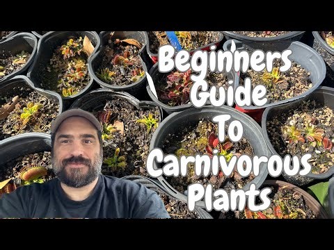 How To Grow Carnivorous Plants. Easiest Guide To Follow For Success!