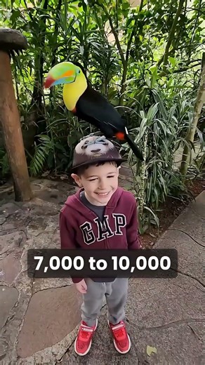 Birds With The Strangest Beaks #wildlife #animalfacts #animals #nature #facts #wholesome #birds