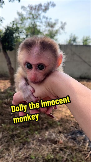 Dolly the Mischievous Monkey's Pranks Revealed