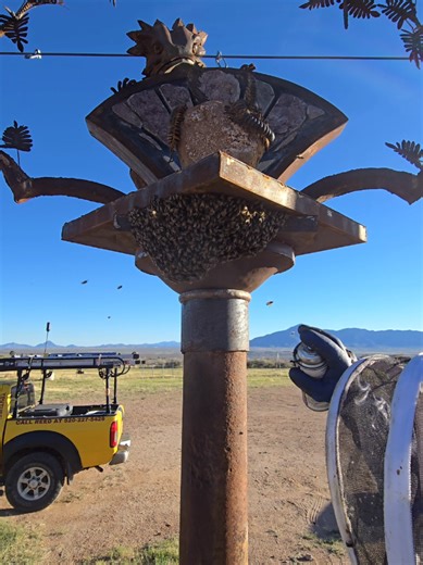 Classic Swarm: Invasive Species & Honeybee Behavior