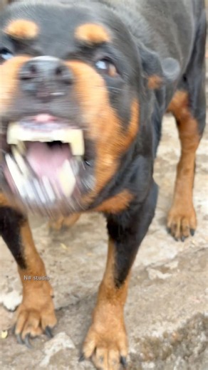 Angry Rottweiler barking sounds #dogcommunication #rottweiler #dogtalk #petsempire