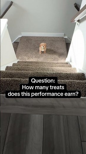 8-week-old Cockapoo conquers the stairs #cockapoo #puppylife #dogparents #puppytraining #cutepets