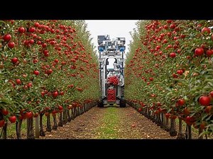 How Farmers Grow and Harvest Billions of Apples | The Full Orchard Process