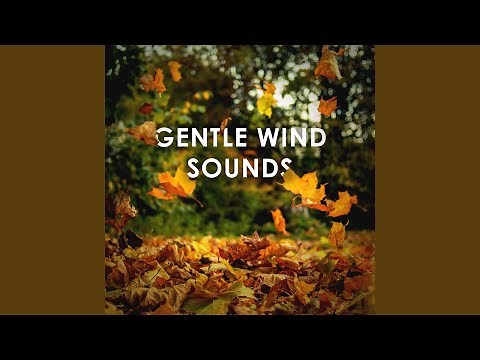 Gentle Wind Sounds: 1 Hour of Pure Relaxation to Calm Down ASMR