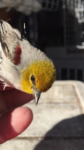 We know netting can help protect fruit trees, but it’s important to check it daily. Birds can become trapped very quickly, especially the little ones. We were able to safely free this bird just in time. A simple daily check can make a real difference!